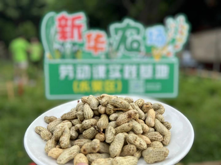 豐收季來襲！新華農(nóng)場喜迎豐收季~
